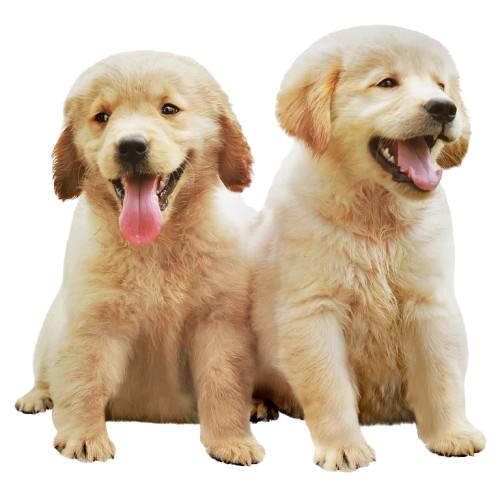 Pets